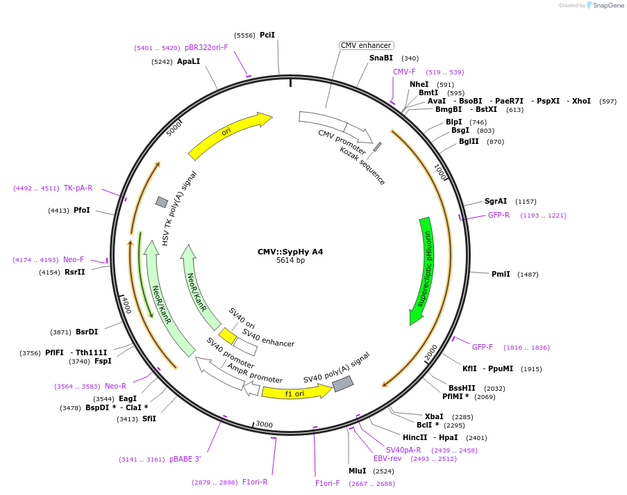 24478-plasmid-map-sequence-id-339936