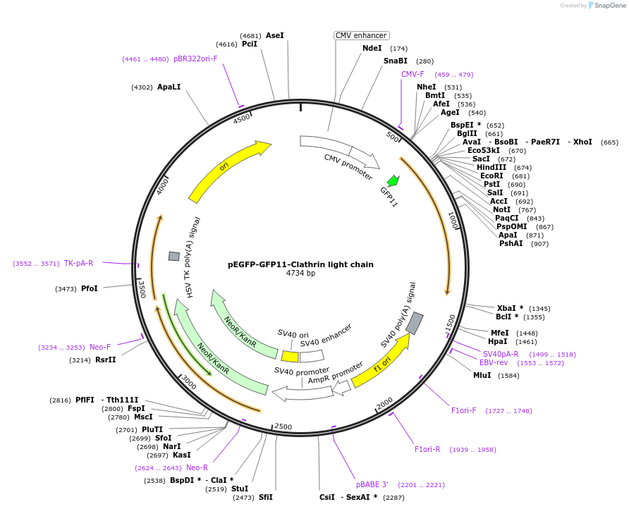70217-plasmid-map-sequence-id-339937