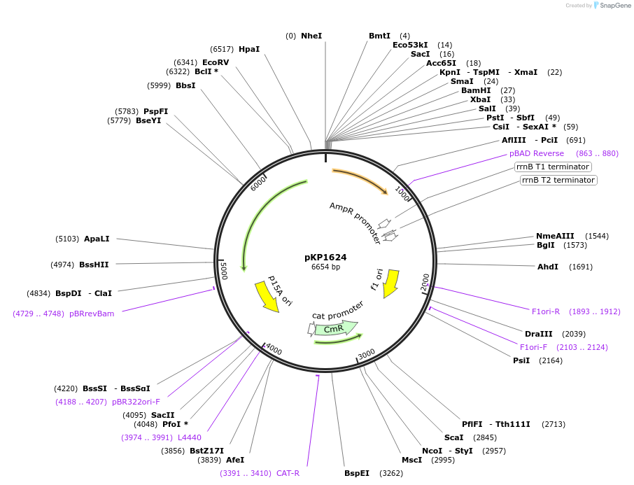 167628-plasmid-map-sequence-id-339948