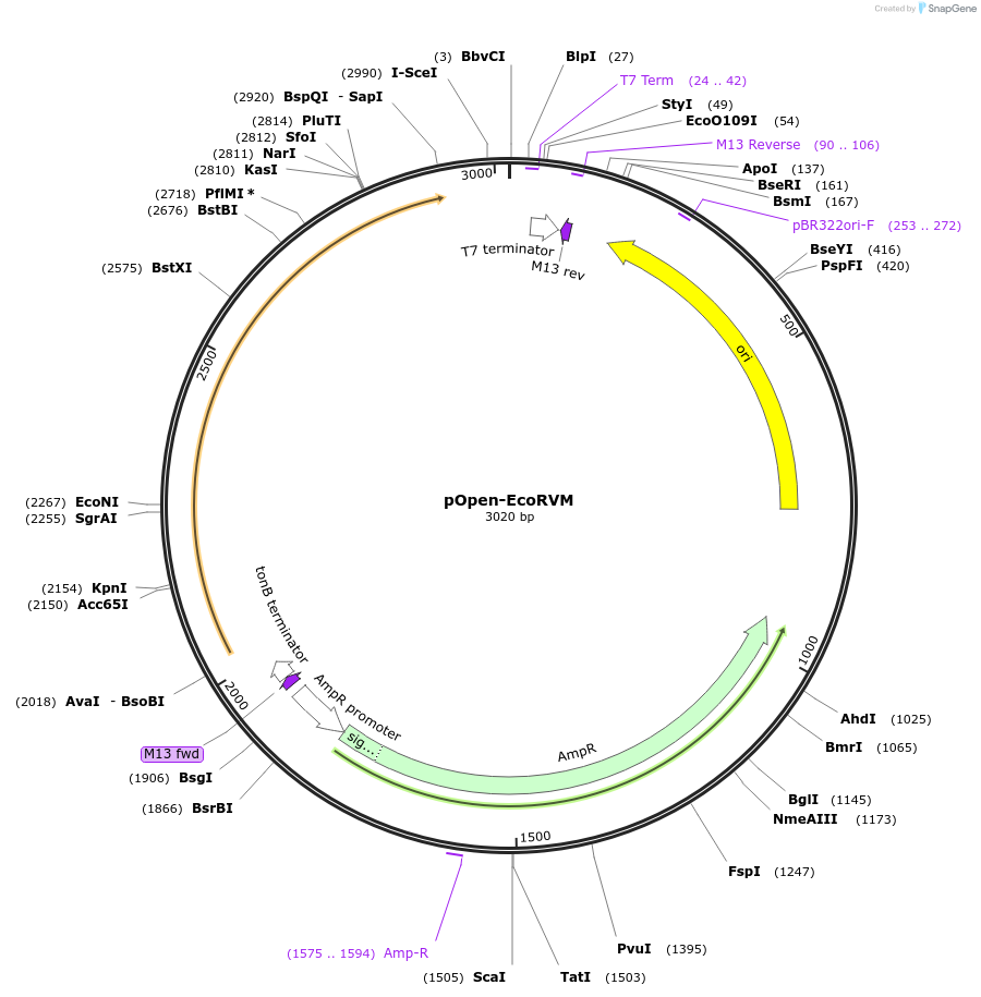 165558-plasmid-map-sequence-id-339951