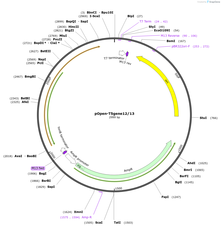 165559-plasmid-map-sequence-id-339952