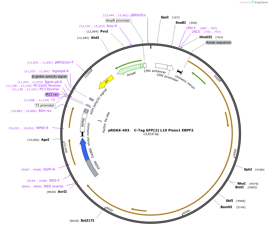 130056-plasmid-map-sequence-id-339958