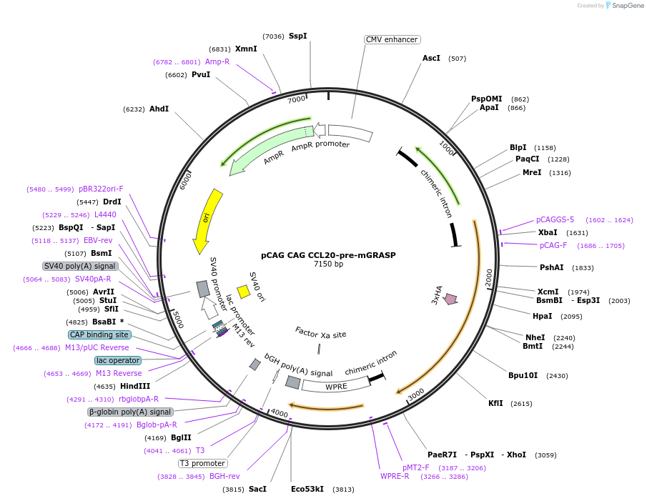 173114-plasmid-map-sequence-id-339961