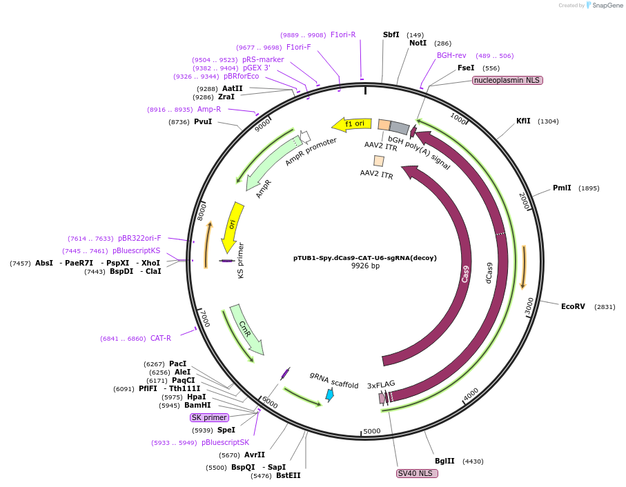 171089-plasmid-map-sequence-id-339962