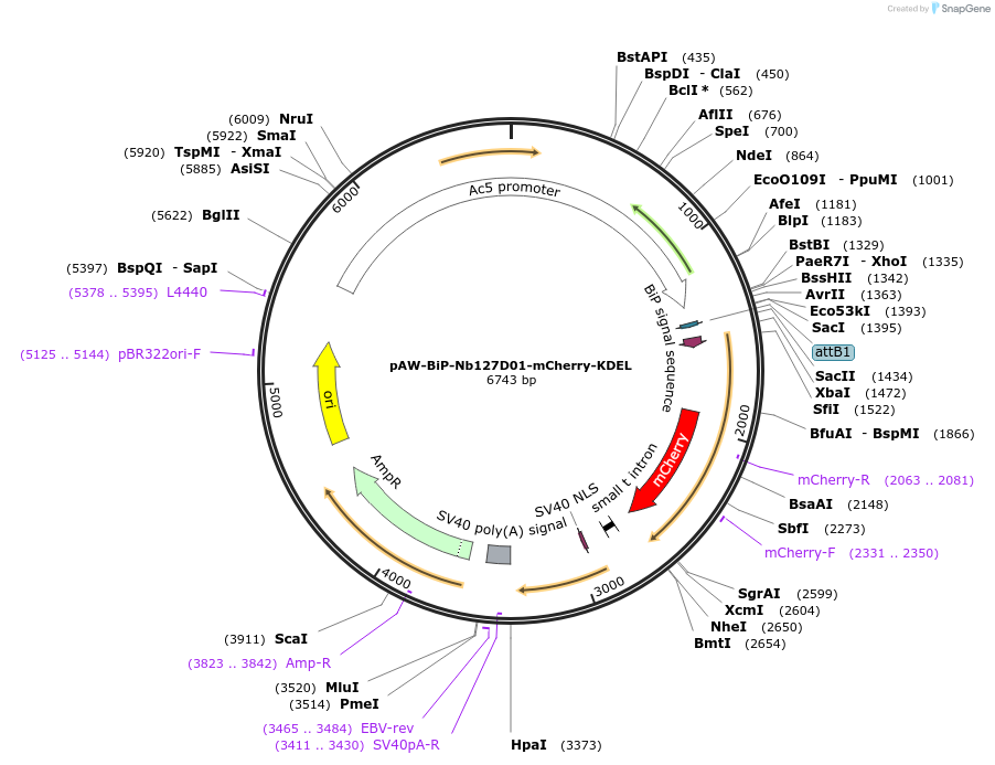 171575-plasmid-map-sequence-id-339963