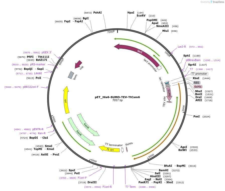 172486-plasmid-map-sequence-id-339968