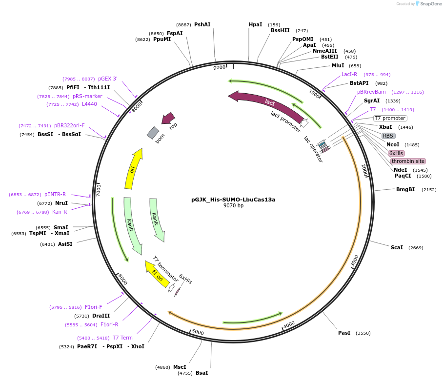 172488-plasmid-map-sequence-id-339970