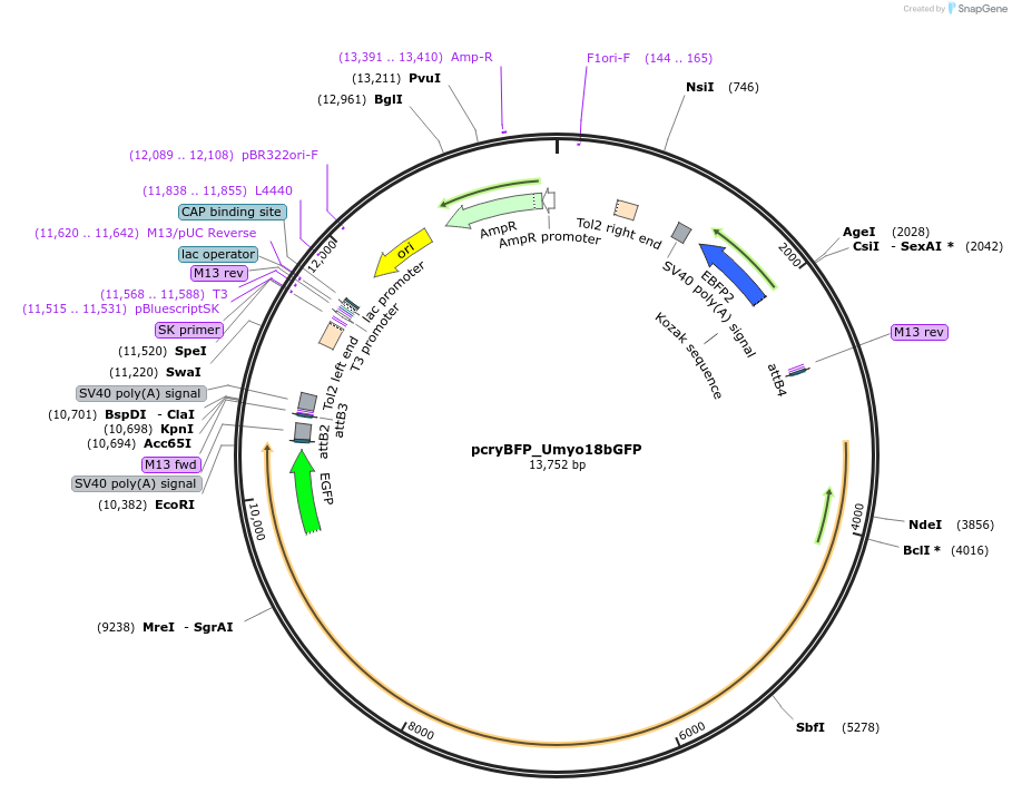 172527-plasmid-map-sequence-id-339972