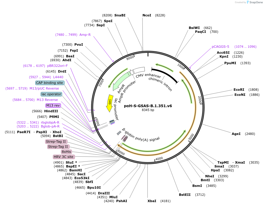 173791-plasmid-map-sequence-id-339984
