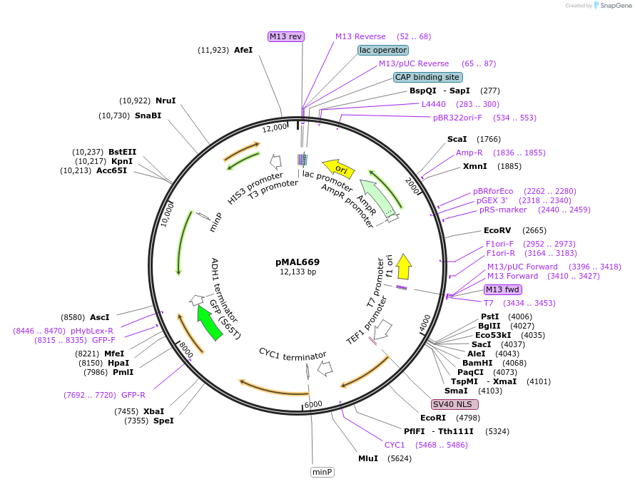 169148-plasmid-map-sequence-id-339989