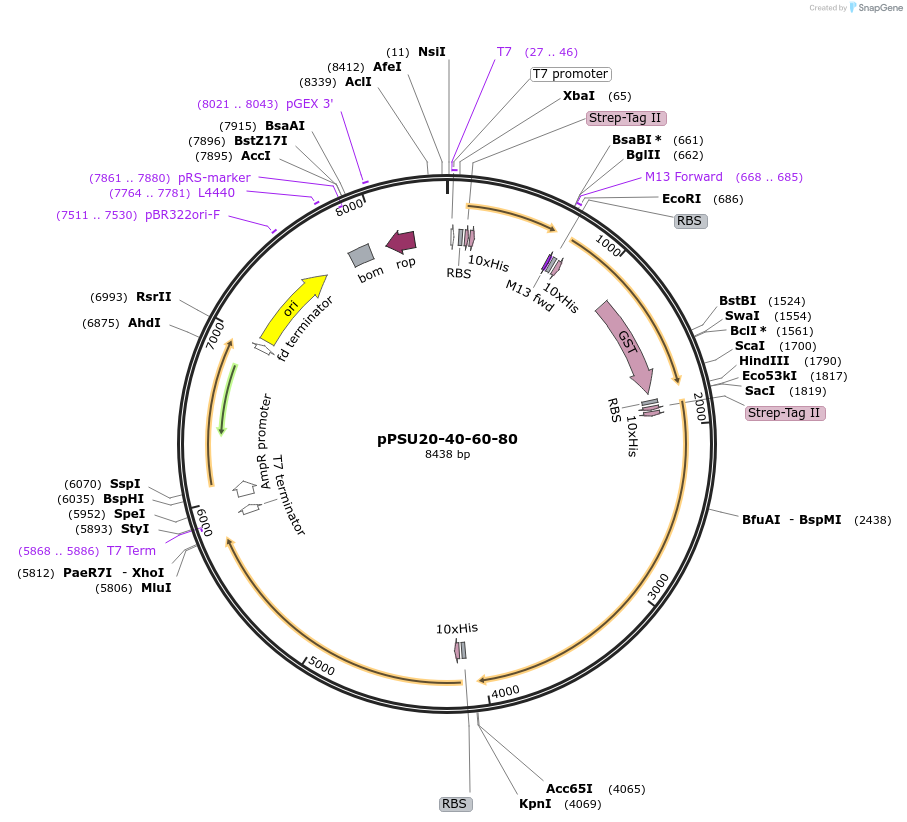 173839-plasmid-map-sequence-id-339999