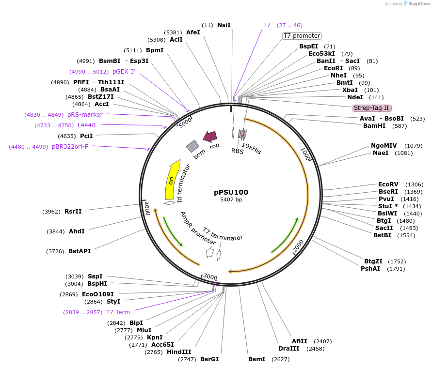 173835-plasmid-map-sequence-id-340000