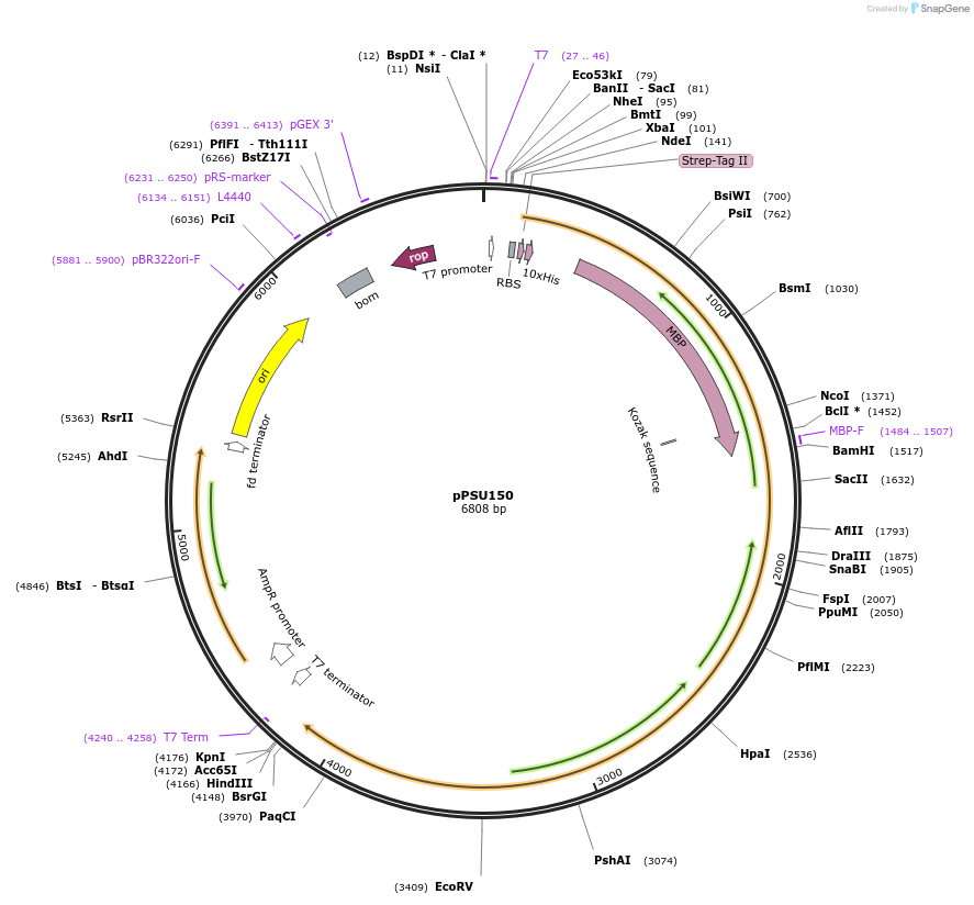 173836-plasmid-map-sequence-id-340001