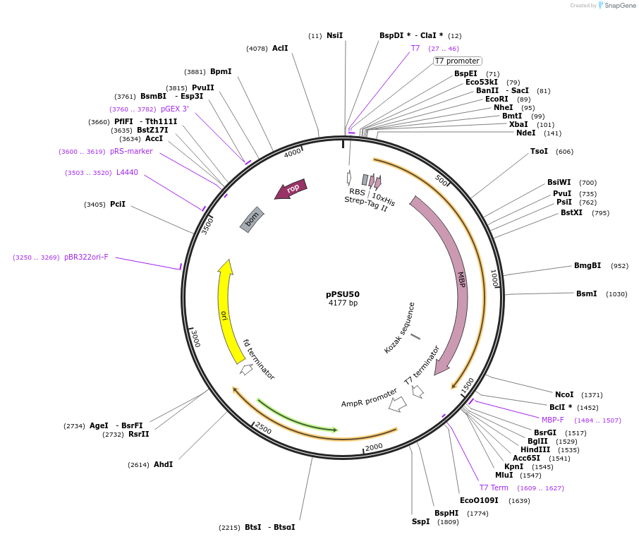 173832-plasmid-map-sequence-id-340003