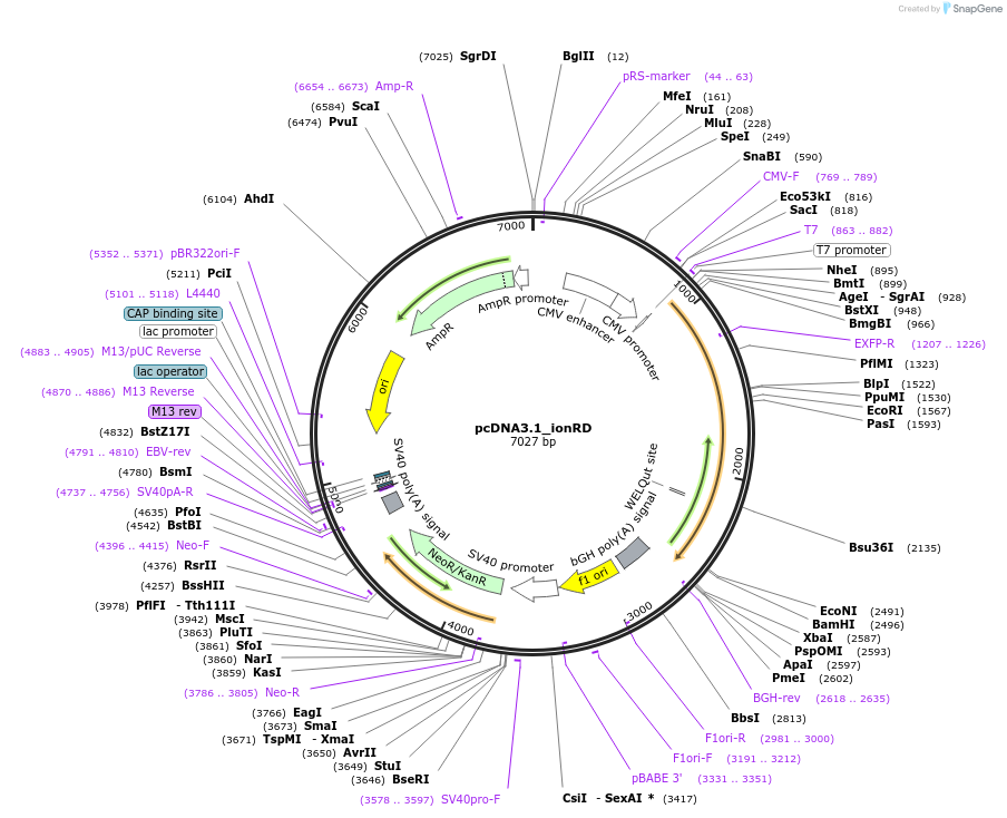 172931-plasmid-map-sequence-id-340005