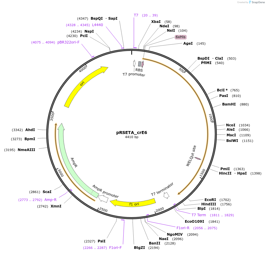 172928-plasmid-map-sequence-id-340008