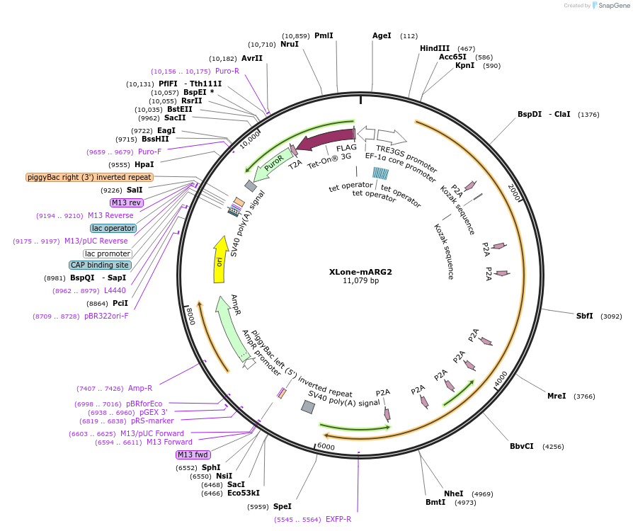 173792-plasmid-map-sequence-id-340012