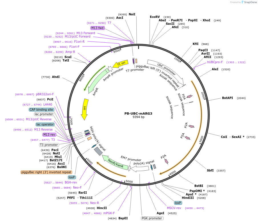 173793-plasmid-map-sequence-id-340013