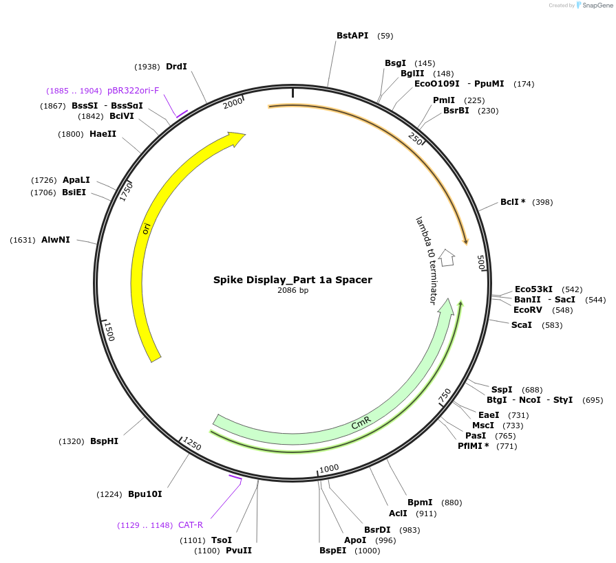 172727-plasmid-map-sequence-id-340019