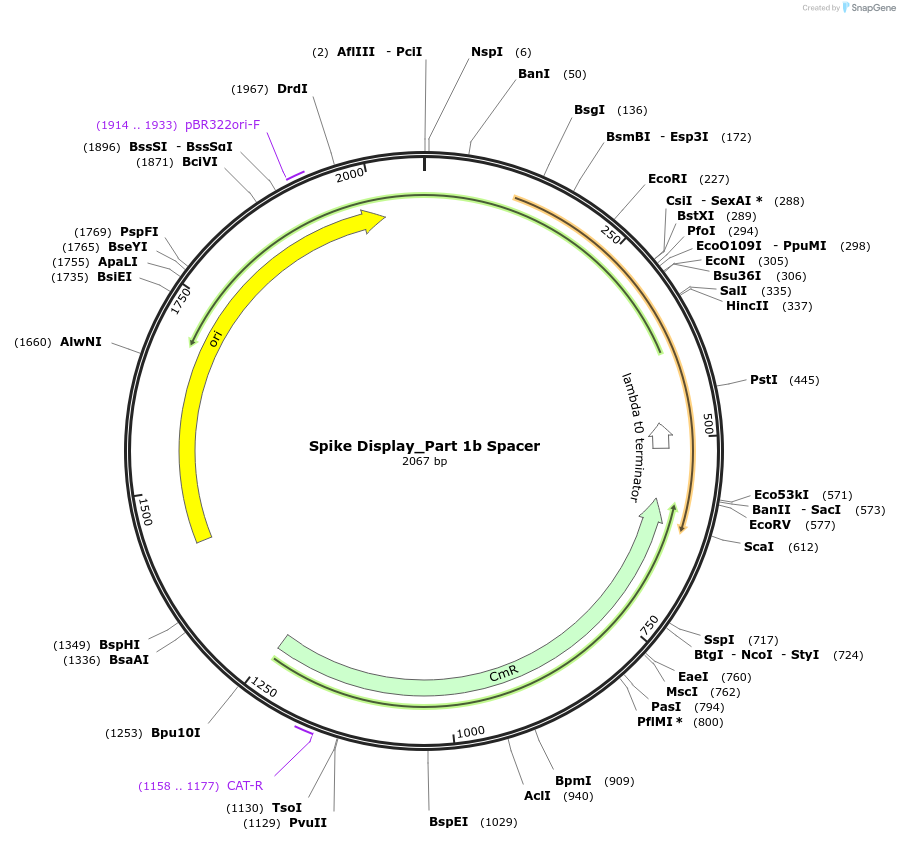 172728-plasmid-map-sequence-id-340020