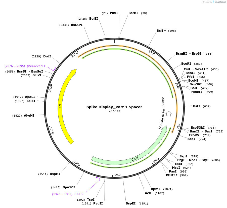 172729-plasmid-map-sequence-id-340021