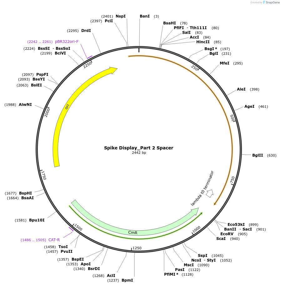 172730-plasmid-map-sequence-id-340023
