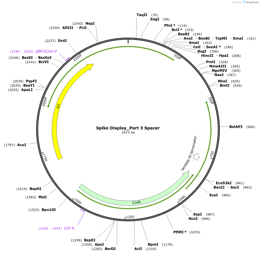 172731-plasmid-map-sequence-id-340024