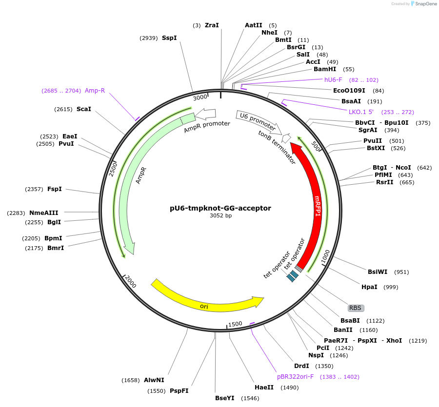 174039-plasmid-map-sequence-id-340028