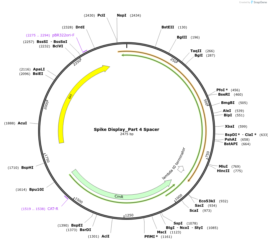 172732-plasmid-map-sequence-id-340029