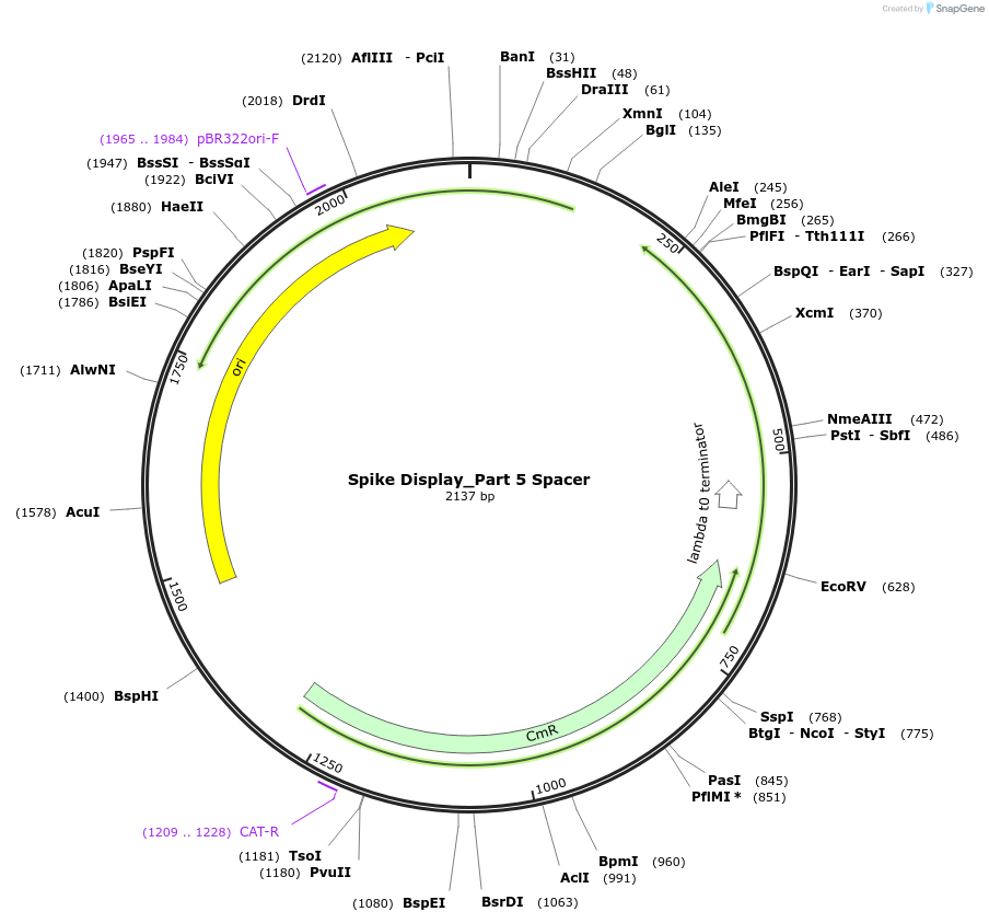 172733-plasmid-map-sequence-id-340030
