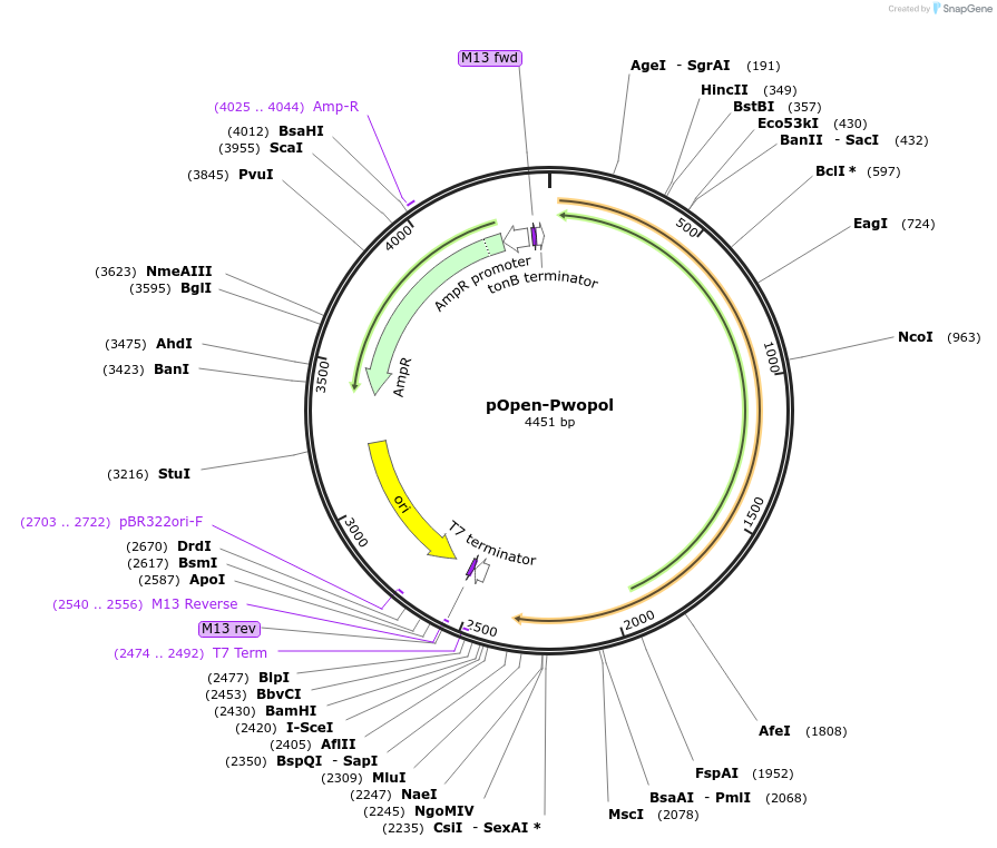 165562-plasmid-map-sequence-id-340035