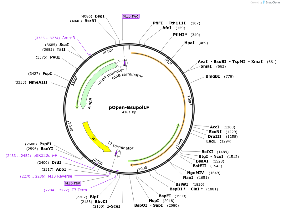 165563-plasmid-map-sequence-id-340036
