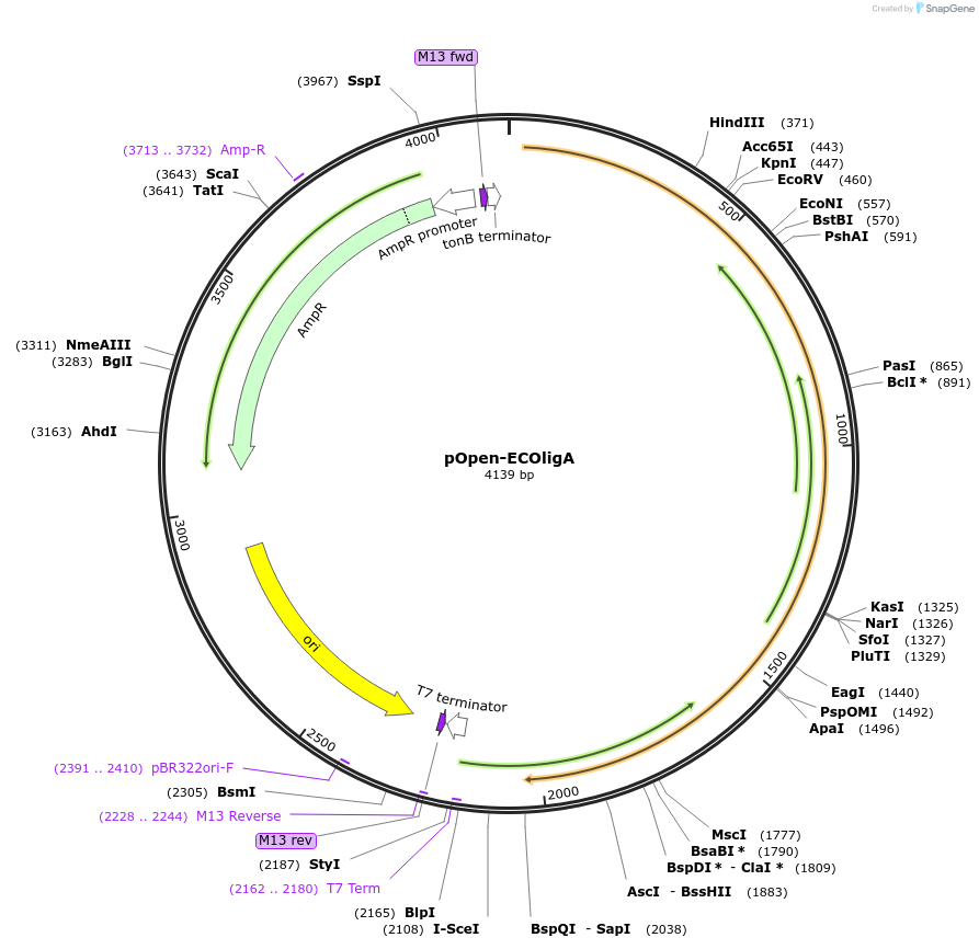 165564-plasmid-map-sequence-id-340043