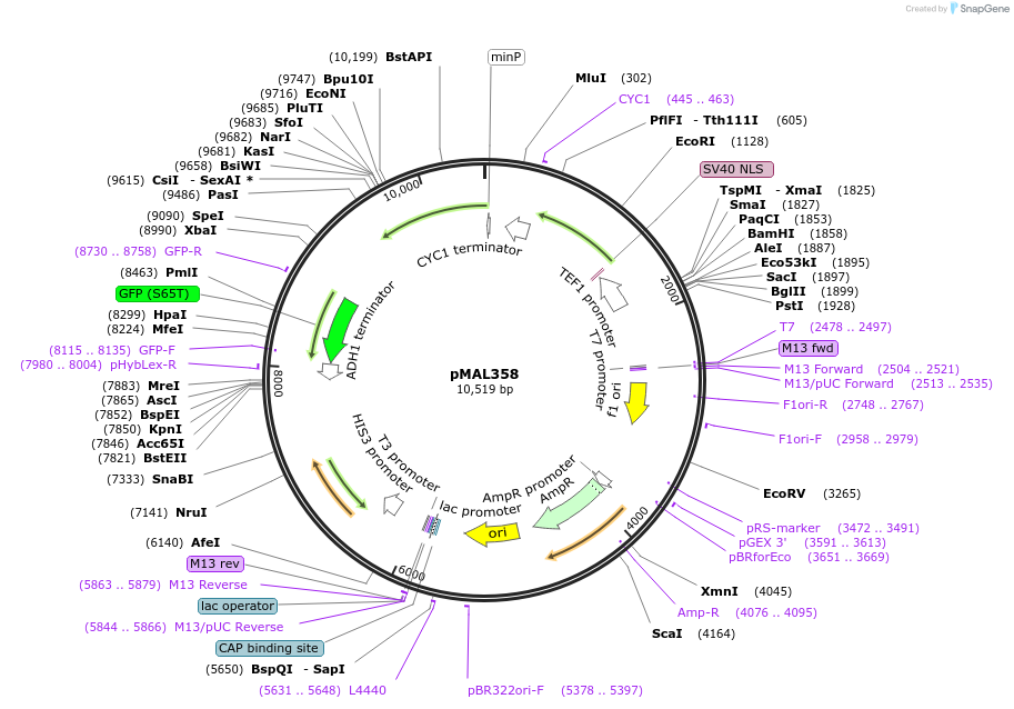 169147-plasmid-map-sequence-id-340110