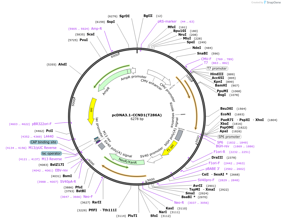 172631-plasmid-map-sequence-id-340119