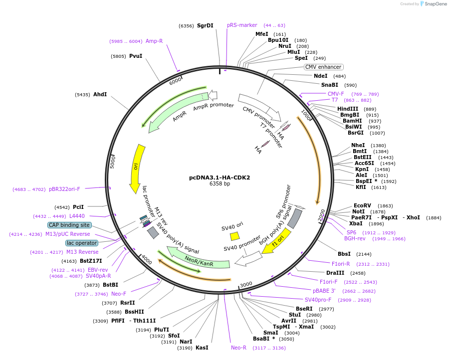 172613-plasmid-map-sequence-id-340120