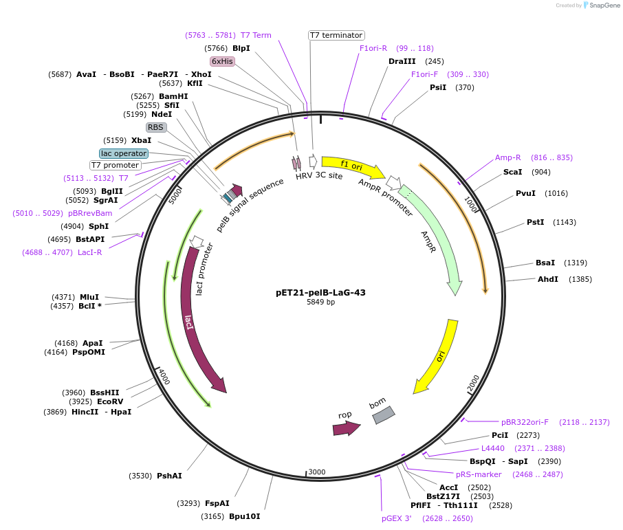 172759-plasmid-map-sequence-id-340121