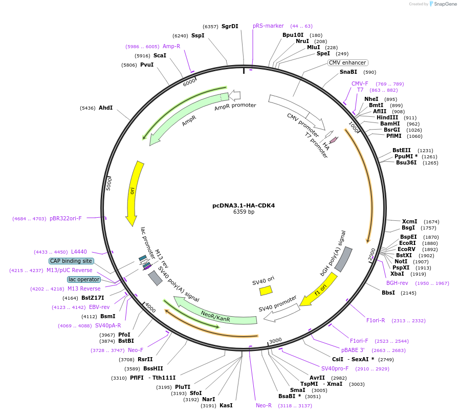 172612-plasmid-map-sequence-id-340124