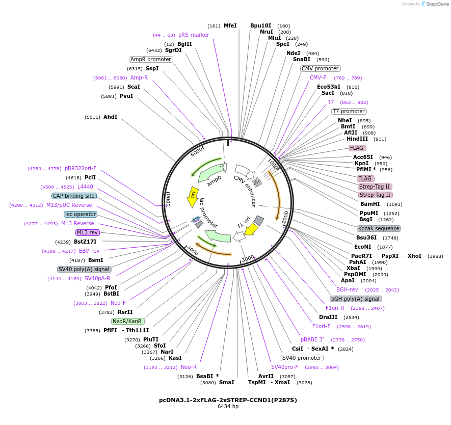 172644-plasmid-map-sequence-id-340131