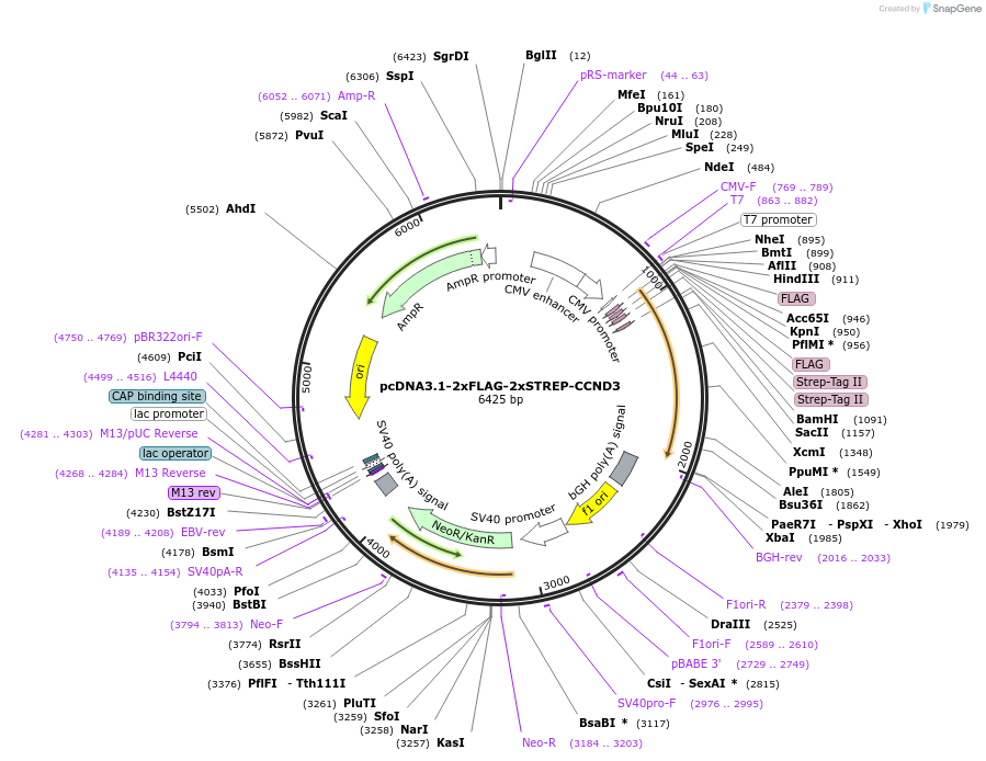 172623-plasmid-map-sequence-id-340132