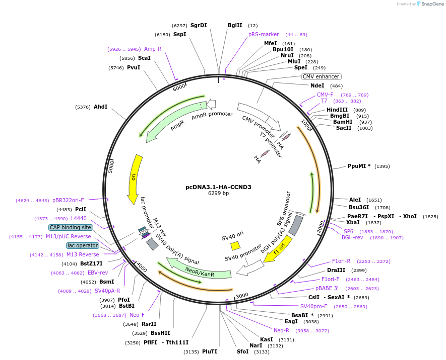 172621-plasmid-map-sequence-id-340136