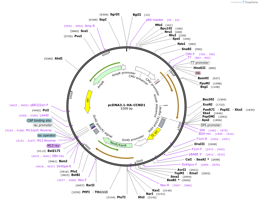 172649-plasmid-map-sequence-id-340137