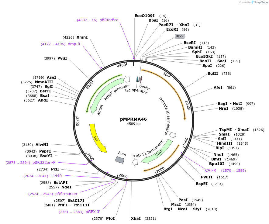 172946-plasmid-map-sequence-id-340145