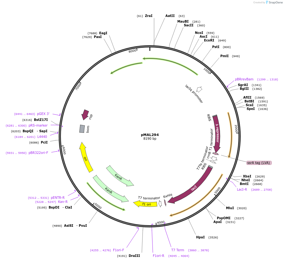 167834-plasmid-map-sequence-id-340148