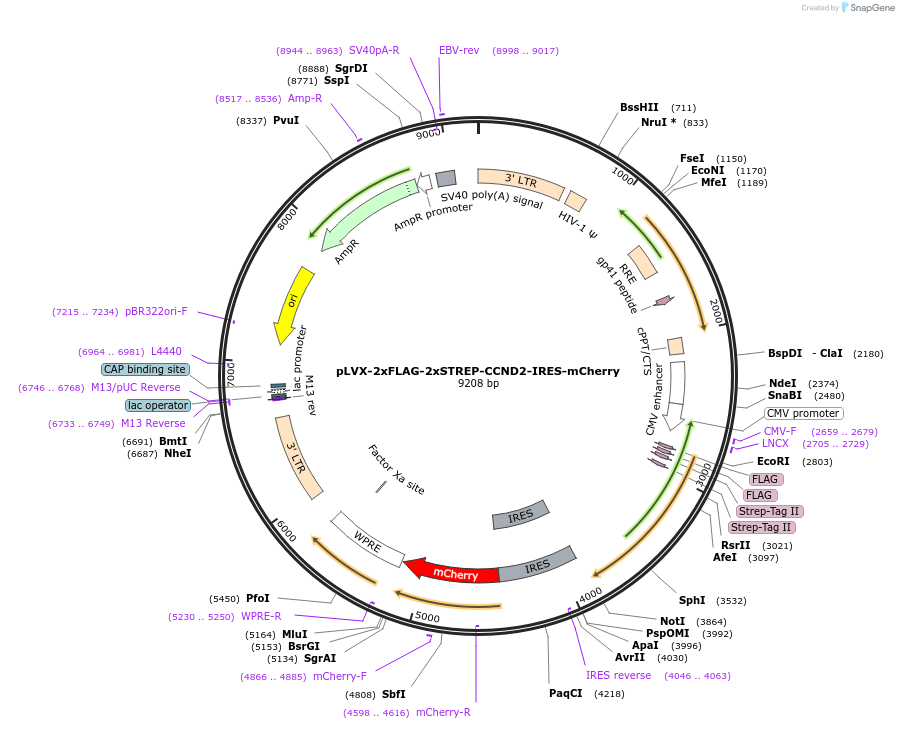 172627-plasmid-map-sequence-id-340151