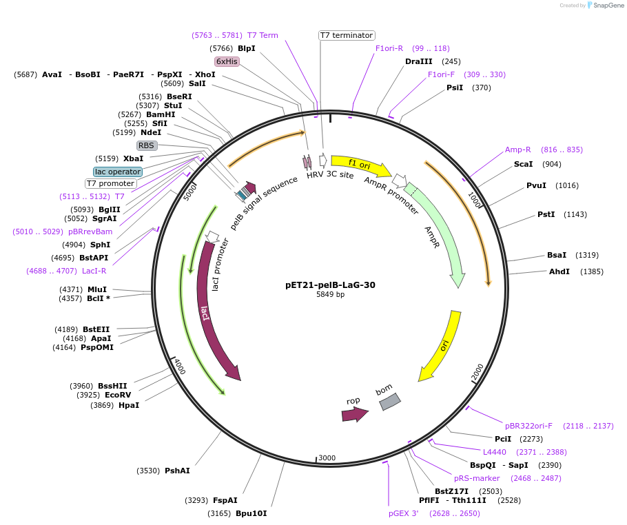 172754-plasmid-map-sequence-id-340153