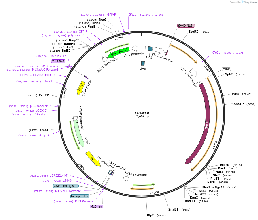 173028-plasmid-map-sequence-id-340154