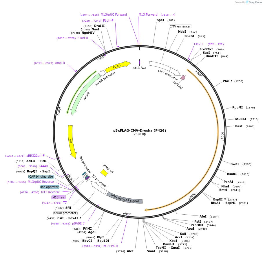 171537-plasmid-map-sequence-id-340155