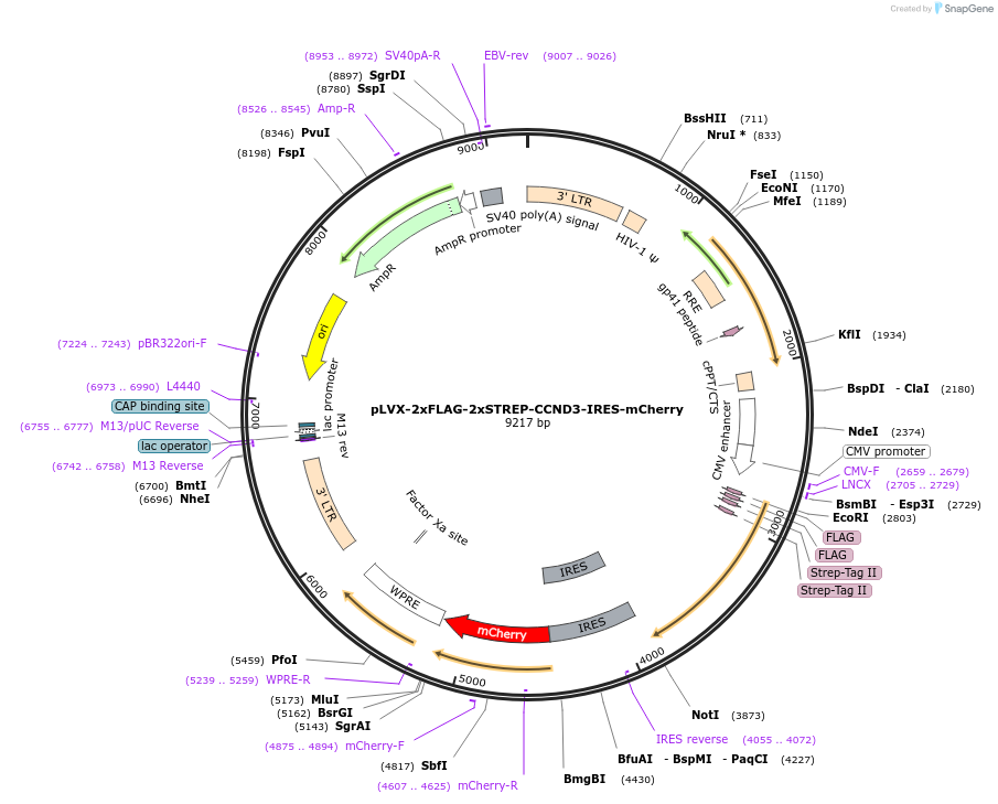 172620-plasmid-map-sequence-id-340157