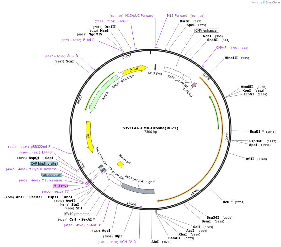 171536-plasmid-map-sequence-id-340164